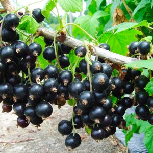 Ribes nigrum Noir de Bourgogne bio