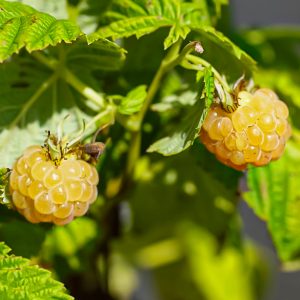 Rubus idaeus Fall Gold - framboisier remontant Fall Gold