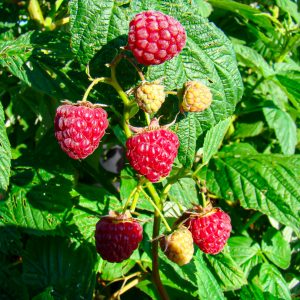 Rubus idaeus Heritage - framboisier remontant Héritage