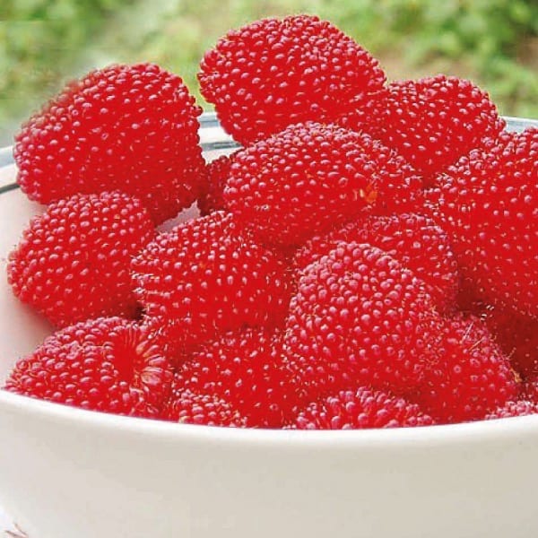 Framboise fraise - Rubus illecebrosus - ZFarm