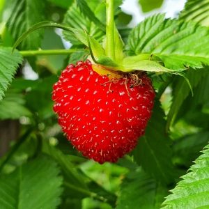 Framboise fraise - Rubus illecebrosus