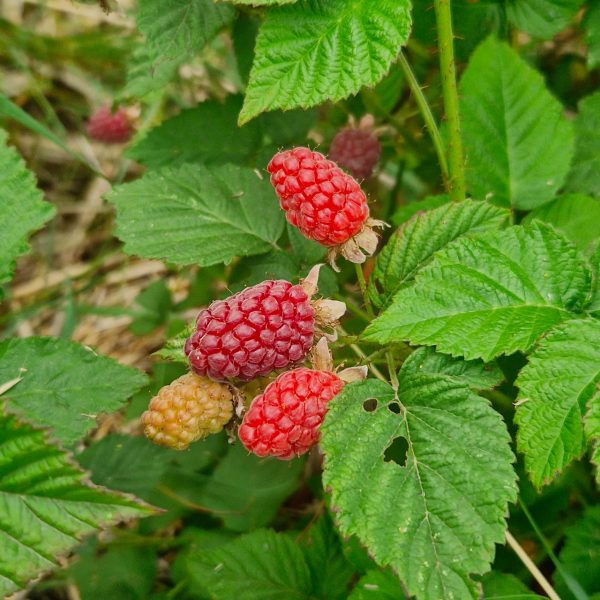 Mûre-framboise, baie de Logan - Rubus × loganobaccus – Image 2