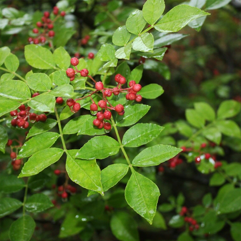 Poivre de Sichuan - Zanthoxylum simulans