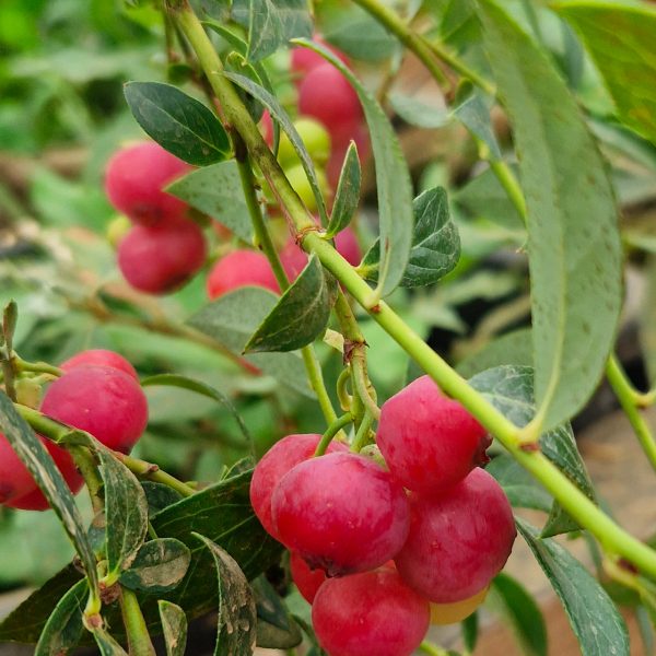 Myrtille Pink Lemonade - Vaccinium corymbosum Pink Lemonade – Image 2