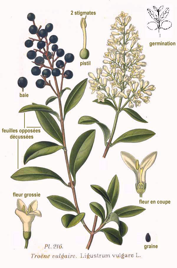 Troène commun (Ligustrum vulgare) - Végétal Local Nord Est (zone 3) – Image 2