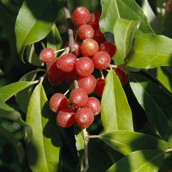 Olivier de Bohème (Elaeagnus angustifolia)