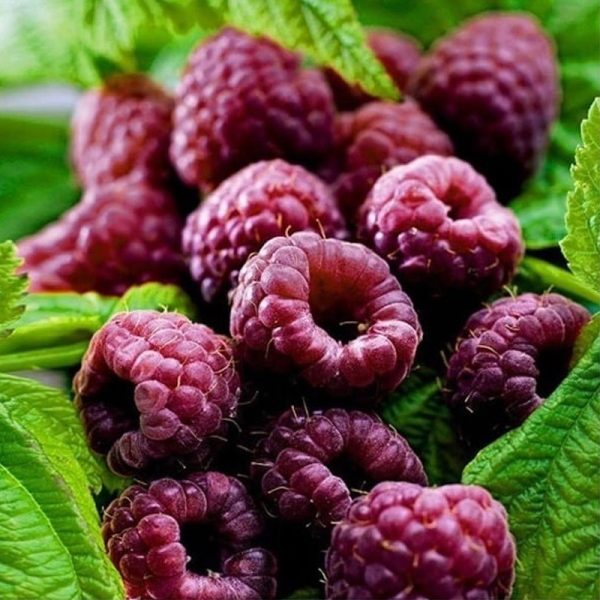 Rubus idaeus Glen Coe - framboisier violet remontant Glen Coe