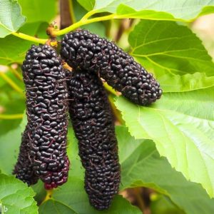Mûrier noir Everbearing à gros fruits