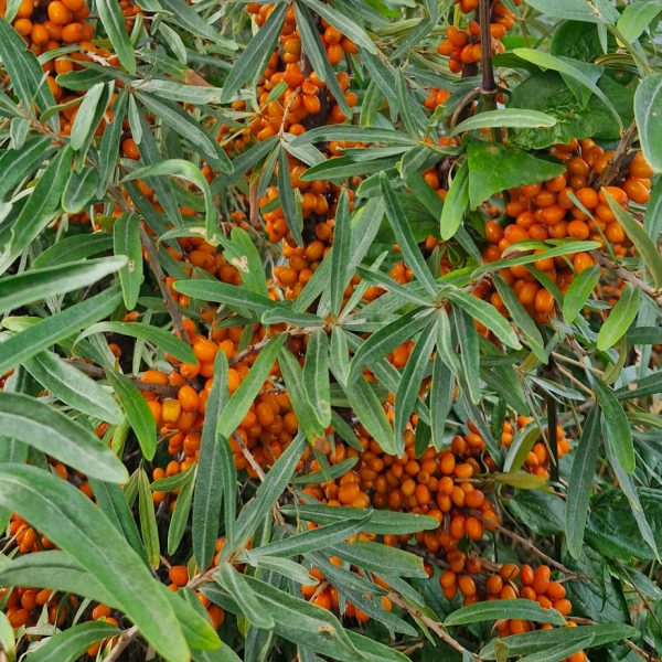 Argousier Botanica - Hippophae rhamnoïdes Botanica