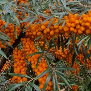 Argousier Garden Gift - Hippophae rhamnoïdes Garden Gift