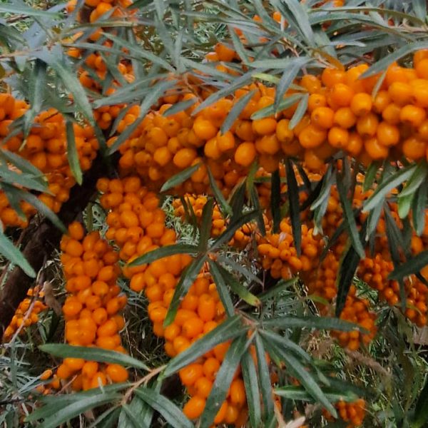Argousier Garden Gift - Hippophae rhamnoïdes Garden Gift