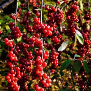 Schisandra chinensis Sadova - Baie aux cinq saveurs