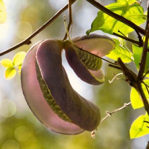 Akebia quinata - Akébie à cinq feuilles