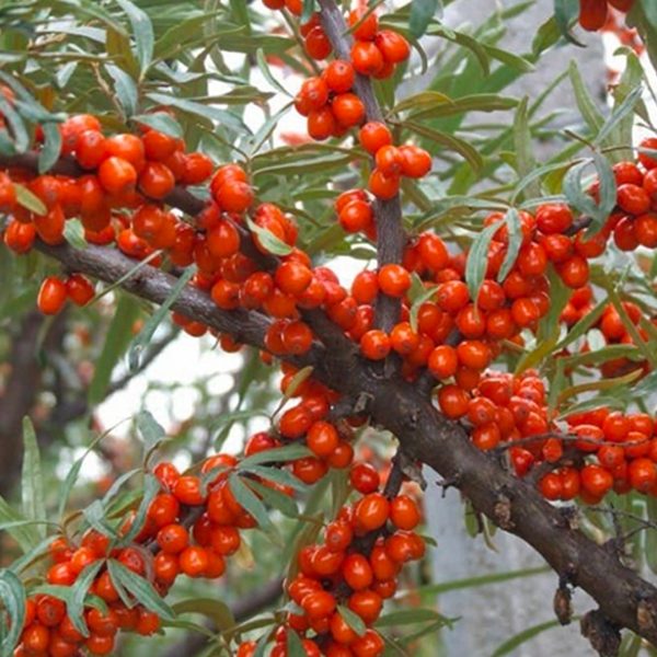 Argousier Aromatnaja - Hippophae rhamnoïdes Aromatnaja