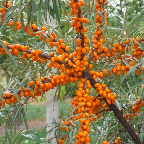 Argousier Botaniczeskaja - Hippophae rhamnoïdes Botaniczeskaja