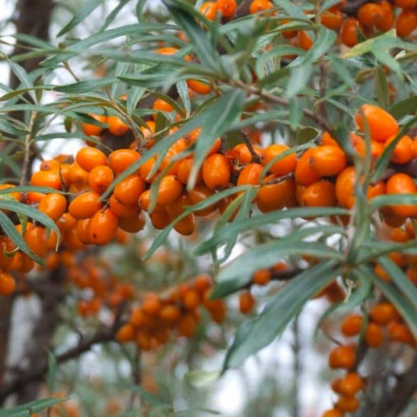 Argousier Luchistaja - Hippophae rhamnoïdes Luchistaja