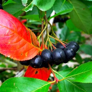 Aronia Nero - Aronia melanocarpa Nero