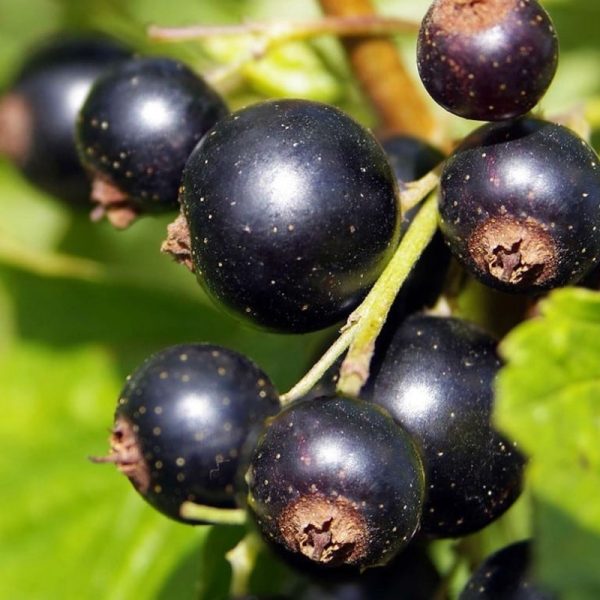 Cassis Titan - Ribes nigrum Titan