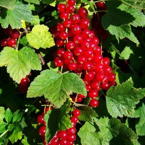 Groseille rouge Rovada
