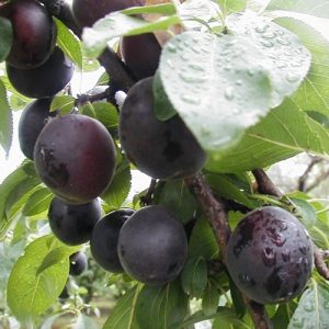 Pluot : croisement prune/abricot Aprisali