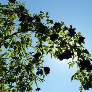 Sureau noir Haschberg - Sambucus nigra Haschberg