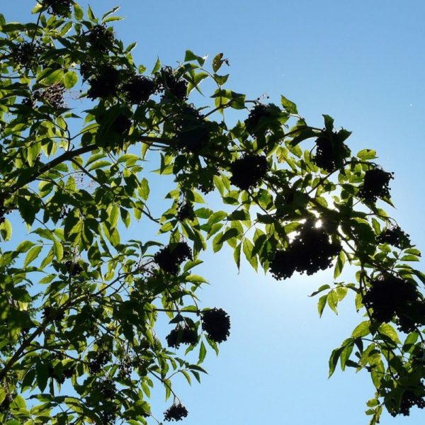Sureau noir Haschberg - Sambucus nigra Haschberg