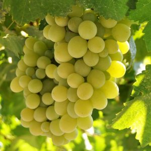 Vigne Arkansas 1704 - Vitis A 1704