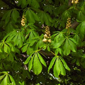 Marronnier d’Inde commun – Aesculus hippocastanum